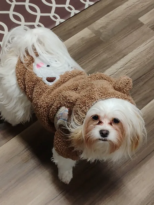 Rain or shine pets LLC 6