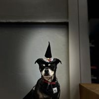 Rain or shine pets LLC ico