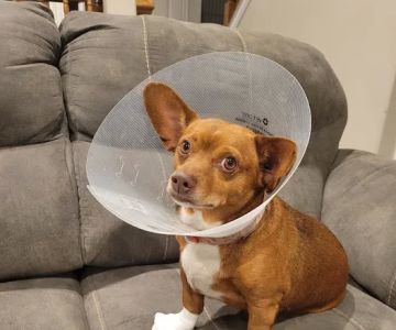 Riverton Veterinary Clinic