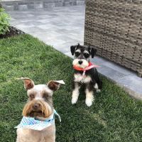 Copper View Animal Hospital ico