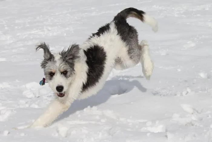 VCA Oquirrh Hills Animal Hospital 1