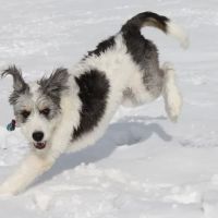 VCA Oquirrh Hills Animal Hospital ico