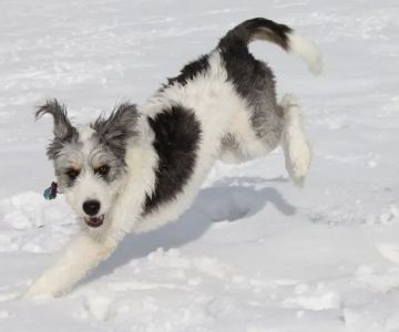 VCA Oquirrh Hills Animal Hospital