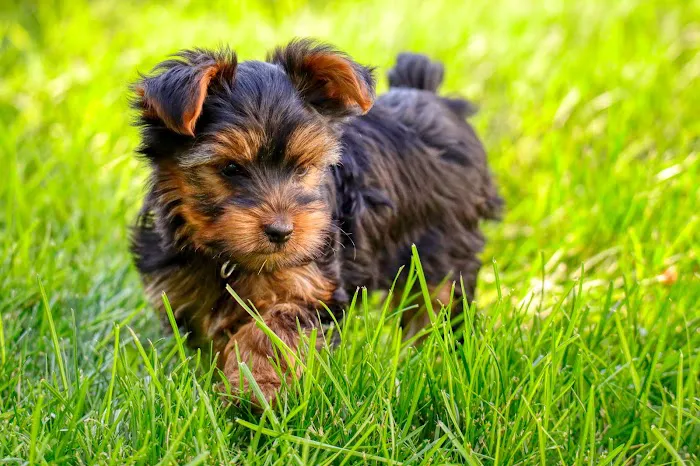 VCA Oquirrh Hills Animal Hospital 9