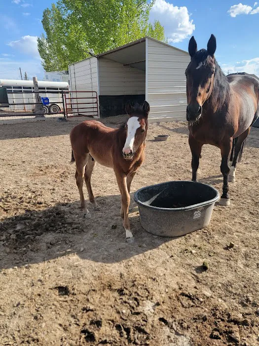 Mountain Point Equine Hospital 1
