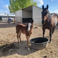 Mountain Point Equine Hospital ico