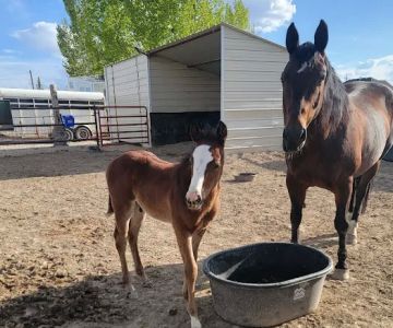 Mountain Point Equine Hospital