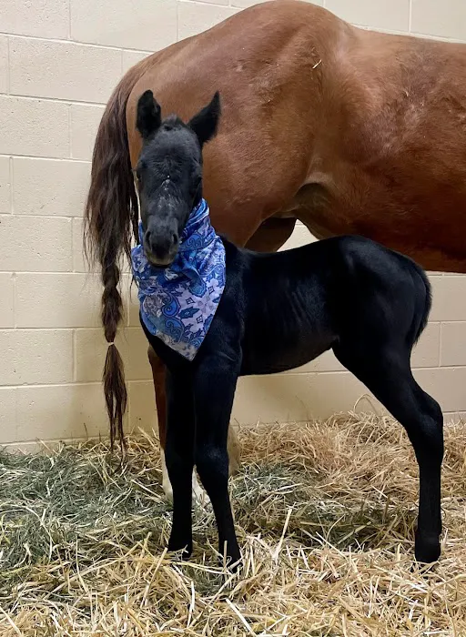 Mountain Point Equine Hospital 10