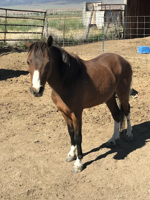 Mountain Point Equine Hospital 7