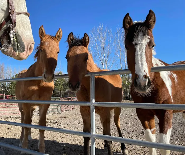 Mountain Point Equine Hospital 2