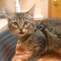 Goldsboro Heather DVM ico