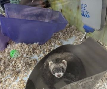 Petco
