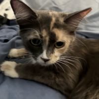 Sandy Hill Animal Clinic ico