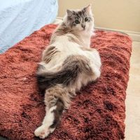 Flamingo Pet Clinic ico