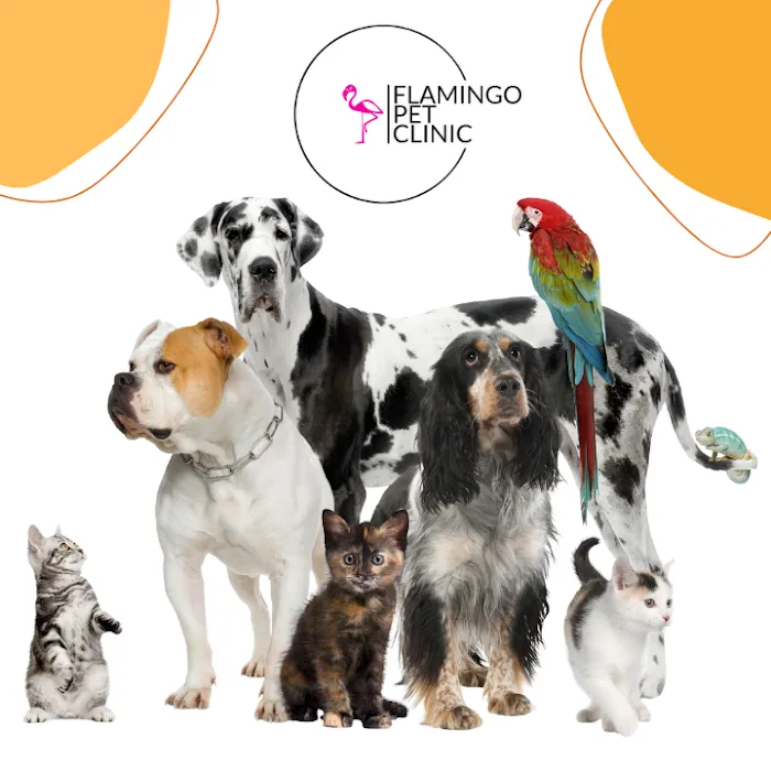 Flamingo Pet Clinic 10