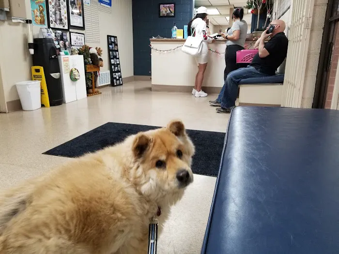 Flamingo Pet Clinic 6
