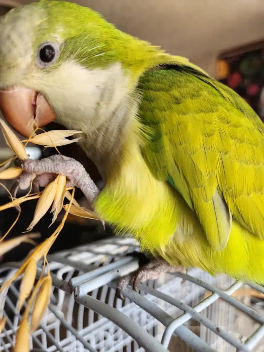 Flamingo Pet Clinic 8