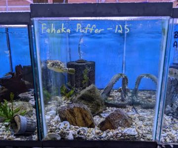 Rivers to Reefs Aquariums