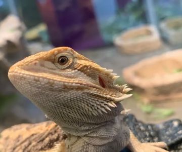 Royal Moon Reptiles