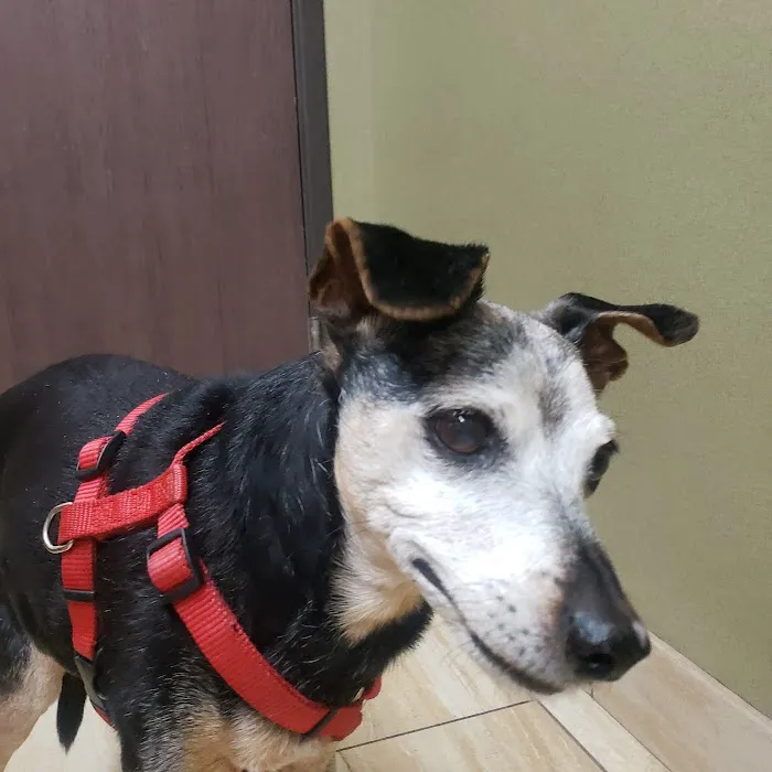 Green Valley Animal Hospital 12