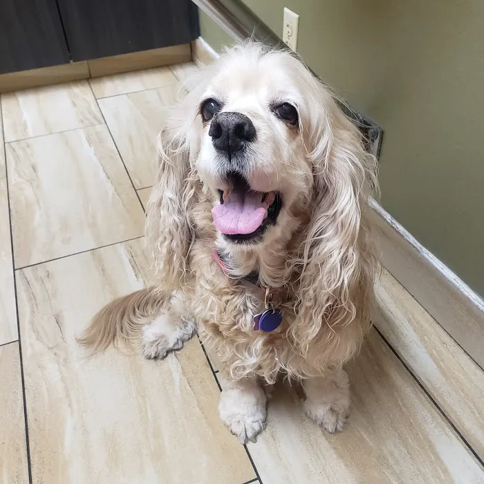 Green Valley Animal Hospital 12