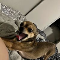 Paradise Pet Hospital ico