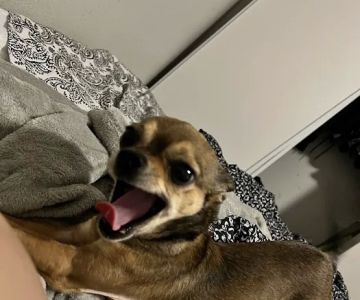 Paradise Pet Hospital