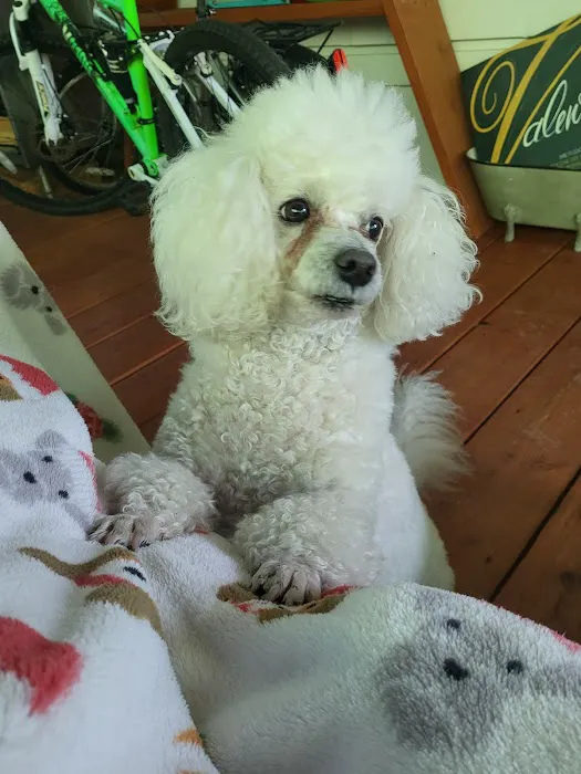 Paradise Pet Hospital 5
