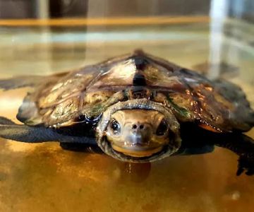 Captive Born Reptiles