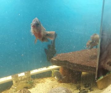 Morris's Aquatics