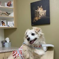 Warm Hearts Pet Hospital ico