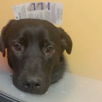 Banfield Pet Hospital ico
