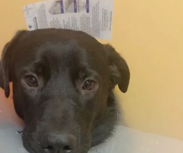 Banfield Pet Hospital