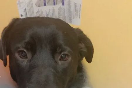 Banfield Pet Hospital