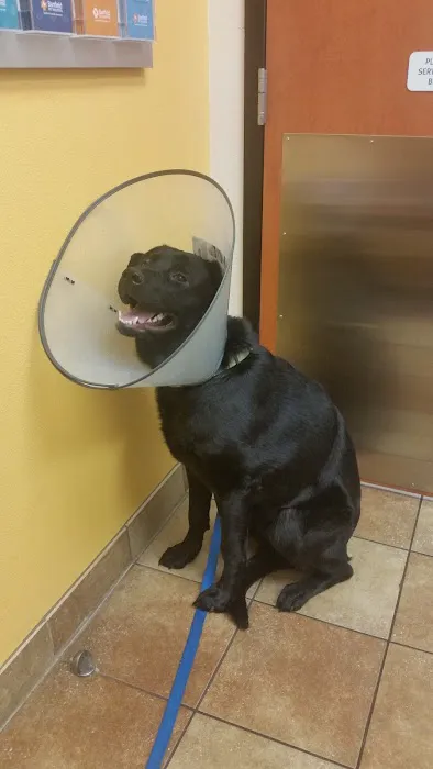 Banfield Pet Hospital 12
