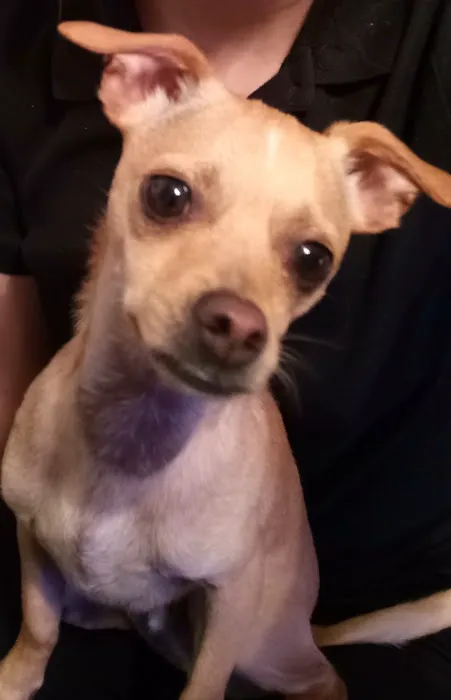 Banfield Pet Hospital 12