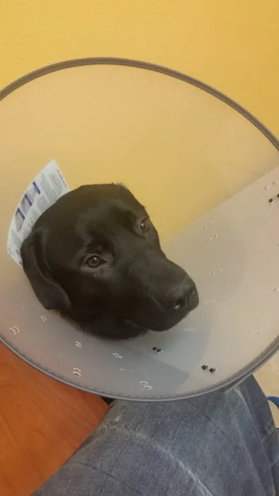 Banfield Pet Hospital 12