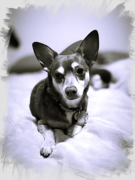 Valley Ranch Animal Hospital 12