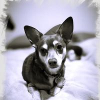 Valley Ranch Animal Hospital ico