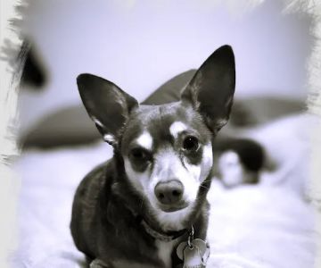 Valley Ranch Animal Hospital