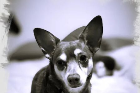 Valley Ranch Animal Hospital