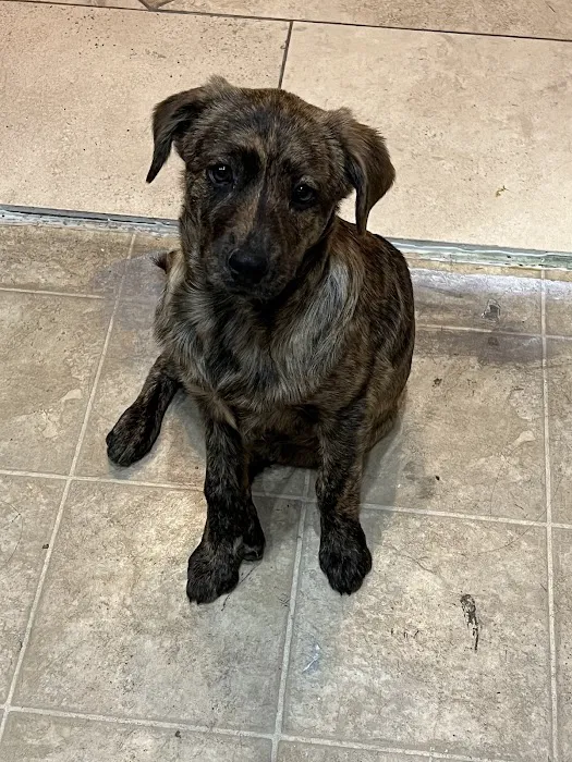 Valley Ranch Animal Hospital 12
