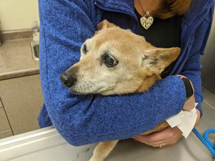 Valley Ranch Animal Hospital: Gershung Tara DVM 12