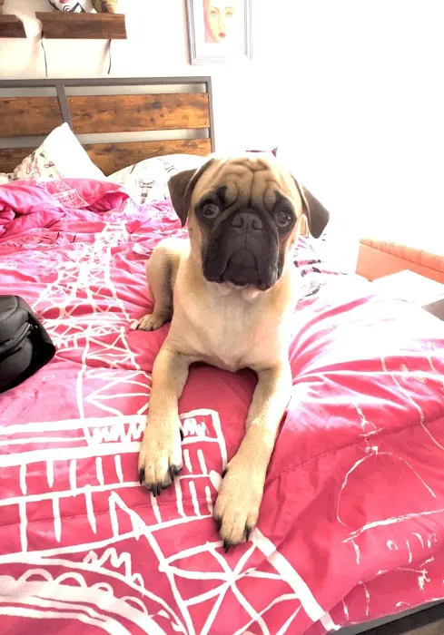 Valley Ranch Animal Hospital: Gershung Tara DVM 12