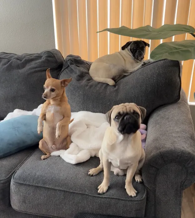 Valley Ranch Animal Hospital: Gershung Tara DVM 12