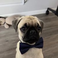 Valley Ranch Animal Hospital: Gershung Tara DVM ico