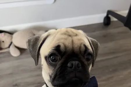Valley Ranch Animal Hospital: Gershung Tara DVM