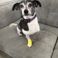 Veterinary Emergency Group ico