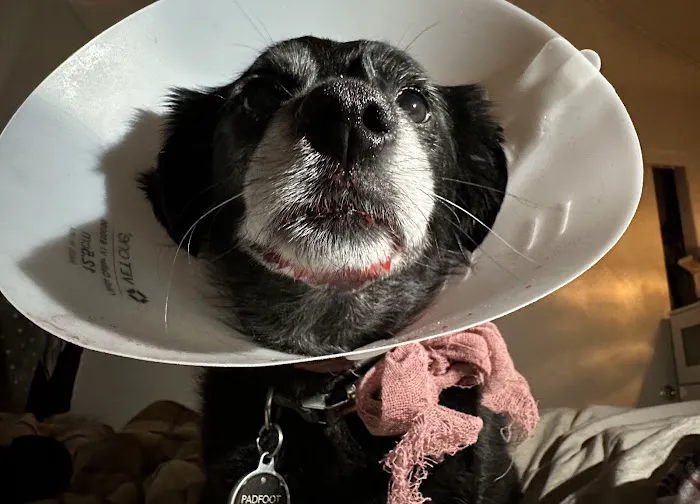 Craig Road Animal Hospital 3