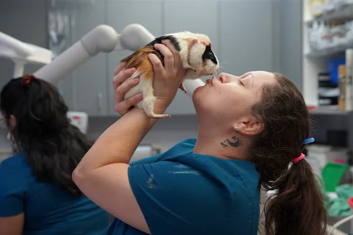 Veterinary Opportunities for Students | V.O.S 7